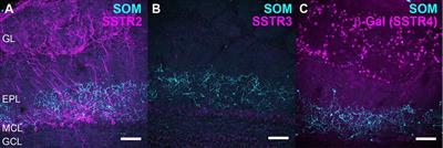 Somatostatin Serves a Modulatory Role in the Mouse Olfactory Bulb: Neuroanatomical and Behavioral Evidence